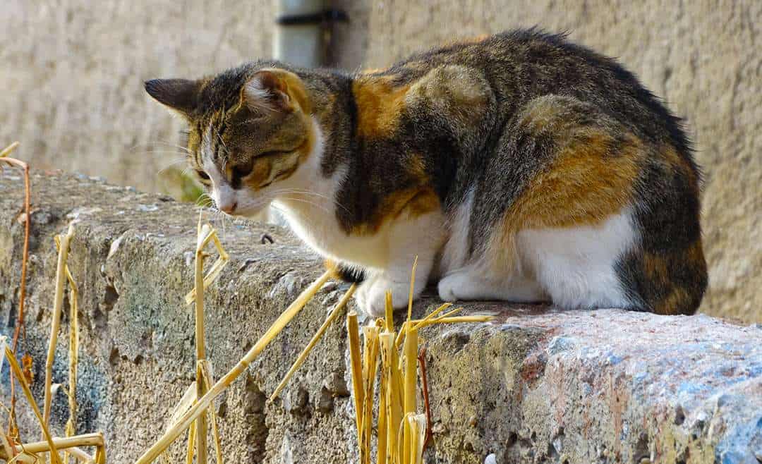 Aimer ou respecter les animaux ?