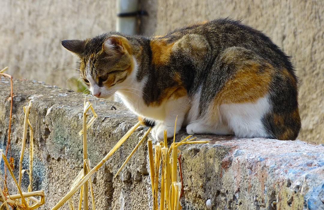 Aimer ou respecter les animaux ?